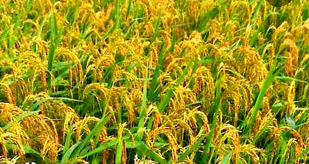 Riz