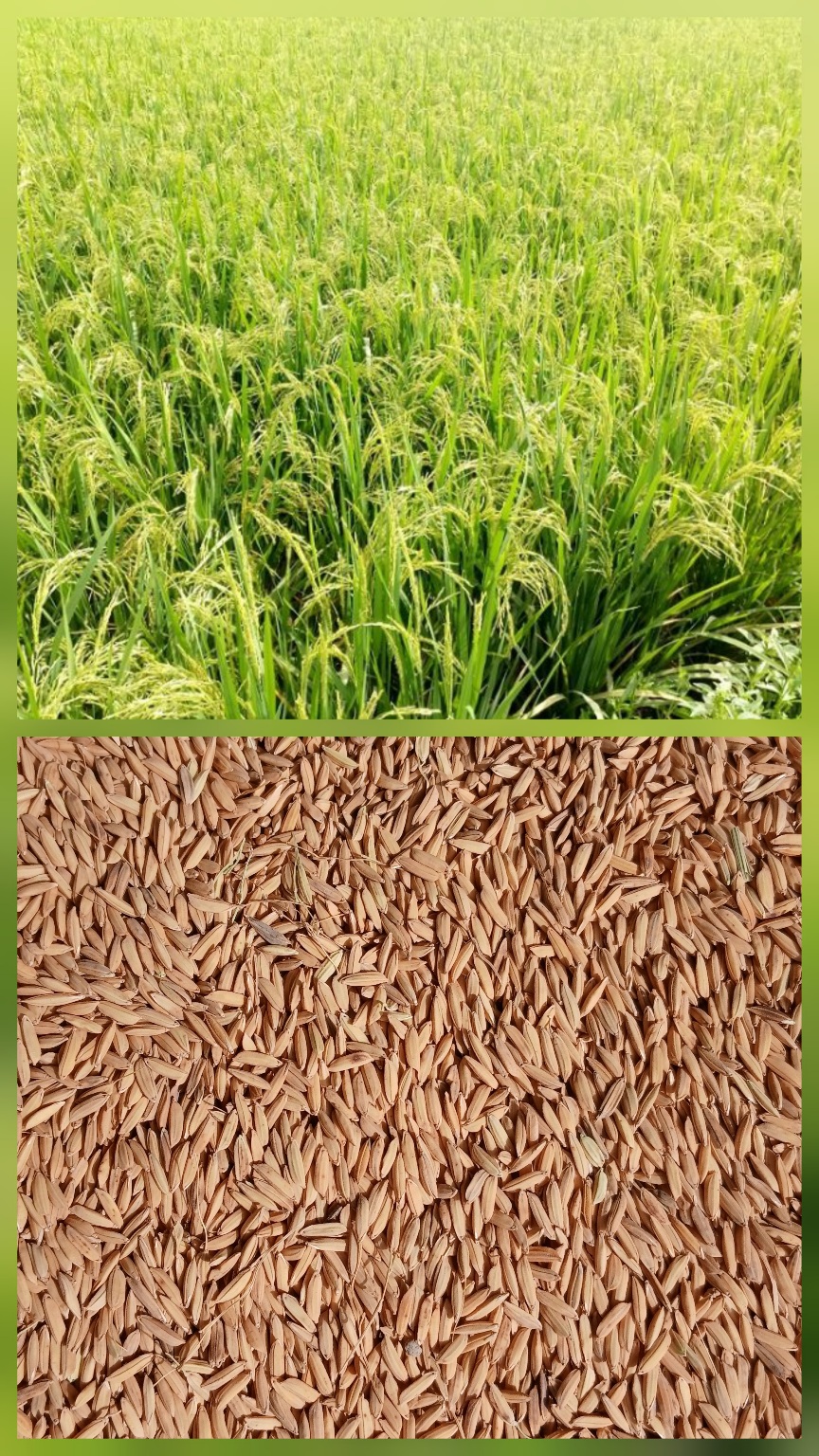Riz